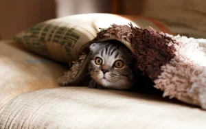 Cat concealed under a blanket, the default response to an unsettled household