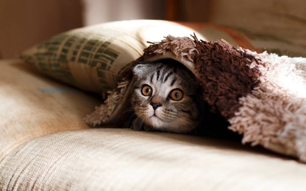 Cat concealed under a blanket, the default response to an unsettled household